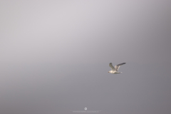 0O0A9683