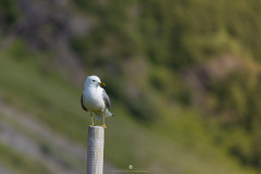 1_IMG_0885
