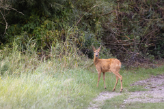 IMG_1977