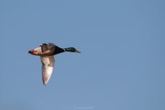 IMG_4278