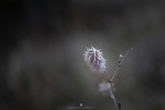 IMG_4813