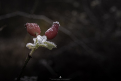 IMG_4912