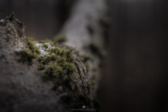 IMG_4923