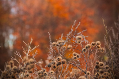 IMG_5537