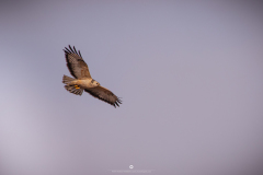 IMG_5707