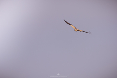 IMG_5714