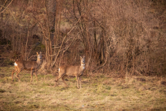 IMG_5728