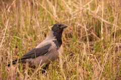 IMG_5893