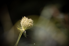 IMG_8183