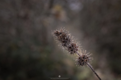 IMG_8440